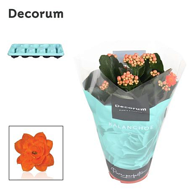 Kal Cal Orange (decorum)