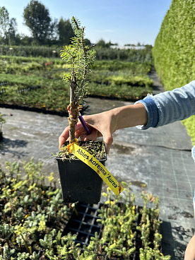 Пихта корейская Ауреа