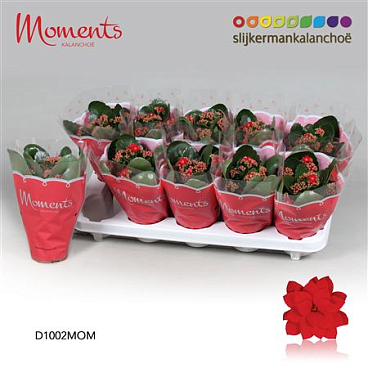 Kal Cal Moments Secret Red