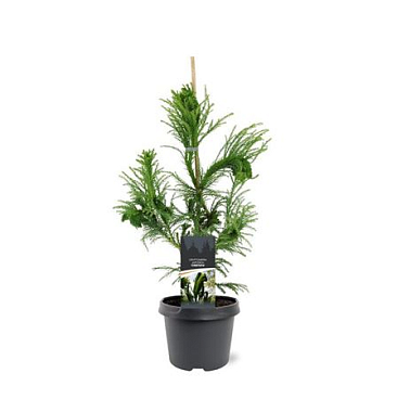 Cryptomeria Jap Cristata