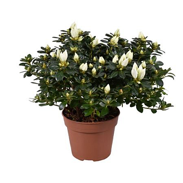 Azalea Mme Gerard Kint White Open