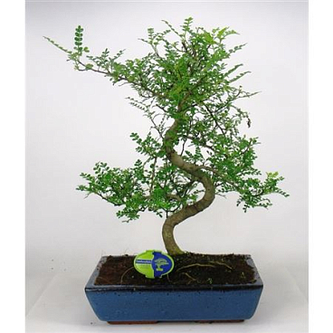 Bonsai Zanthoxylum Piperitum, 35., Shape, Withou