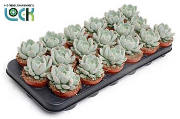 Echeveria Secunda