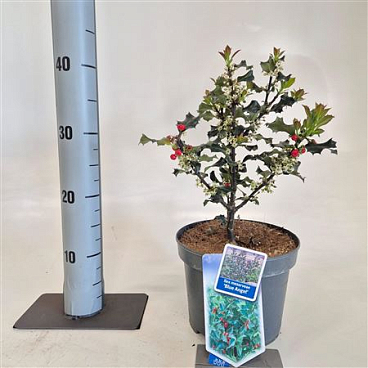 Ilex Mes Blue Angel