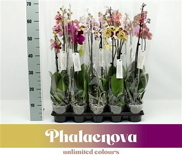 Phal 2st Mx 12+ (phalaenova)
