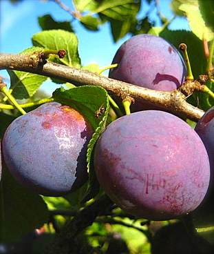 Слива домашняя Стартовая