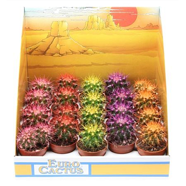 Echinocactus Rainbow Mix In Showbox