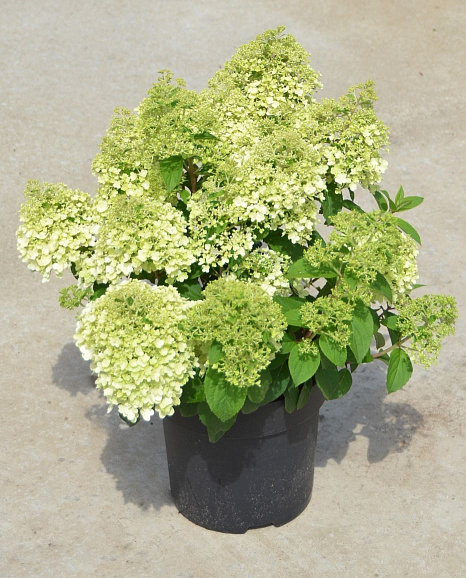 Гортензия метельчатая Бобо