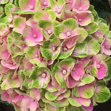 Гортензия крупнолистная Меджикал Аметист в тубе