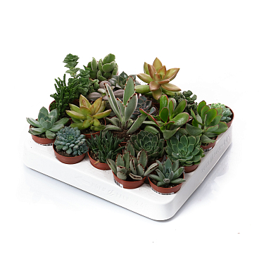 Суккулент | Оптовая цветочная компания «Флора Групп» Суккулент