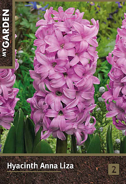 Гиацинт садовый Анна Лиза | Оптовая цветочная компания «Флора Групп» Гиацинт садовый Анна Лиза