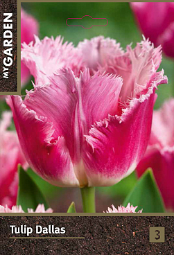 Тюльпан бахромчатый Даллас | Оптовая цветочная компания «Флора Групп» Тюльпан бахромчатый Даллас