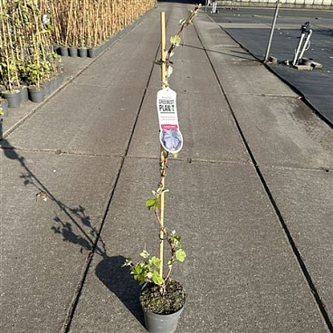 Vitis Vin Purpurea
