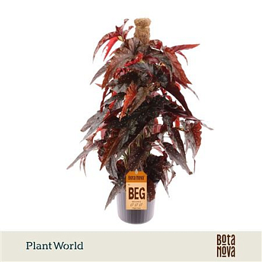 Begonia Black Forrest Mospole
