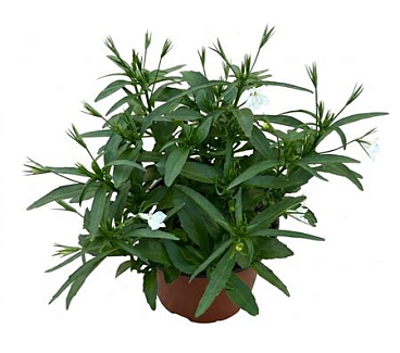 Lobelia White