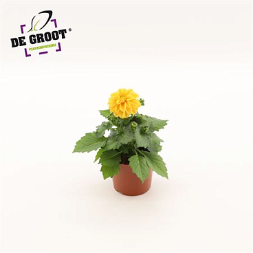 Dahlia Oranje
