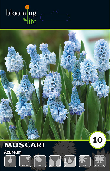 Мускари лазурный