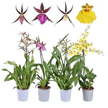 Orchid 1st Mix Oncidium & Brassia