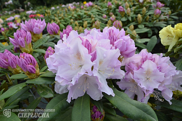 Рододендрон якушиманский Хоппи