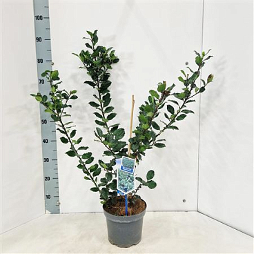 Ilex Mes Blue Prince