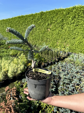 Пихта высокорослая Глаука