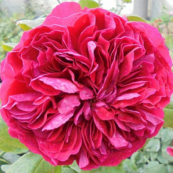 Роза флорибунда Ля Роз Де Катр Ван в тубе