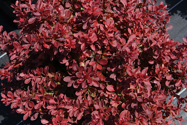 Барбарис тунберга Адмирейшн