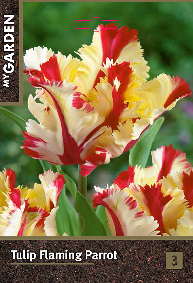 Тюльпан попугайный Флеминг Пэррот