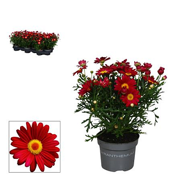 Argyranthemum Red