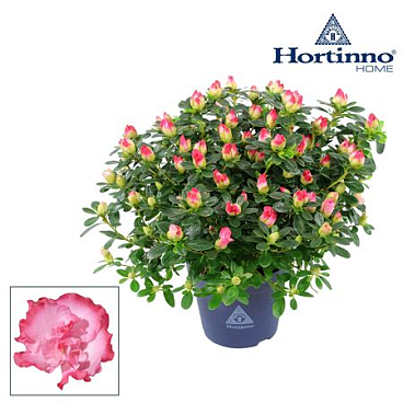 Azalea Hortinno Primavera