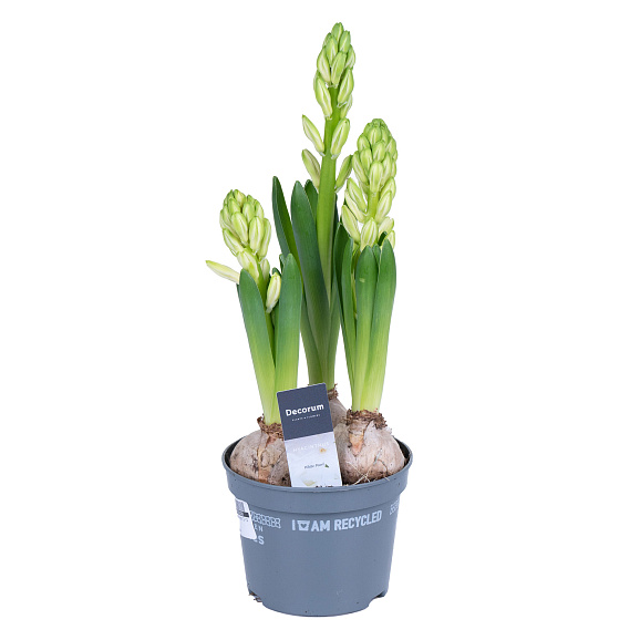 Гиацинт Уайт Перл