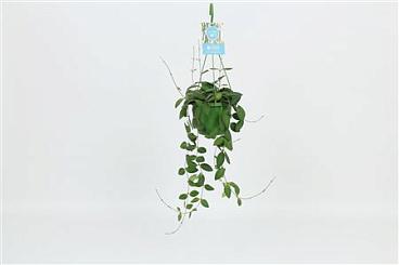 Hoya Burtoniae Hangong