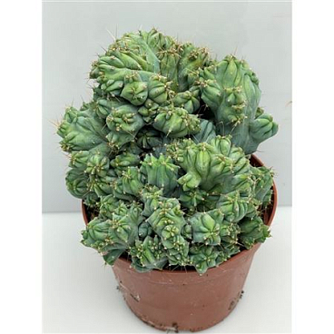 Myrthilo Geometrizans Cristaat