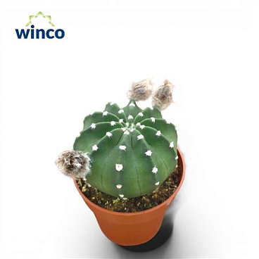 Echinopsis Subdenudata (flowering)