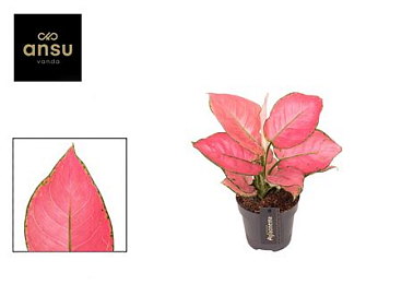 Aglaonema Raspberry Love