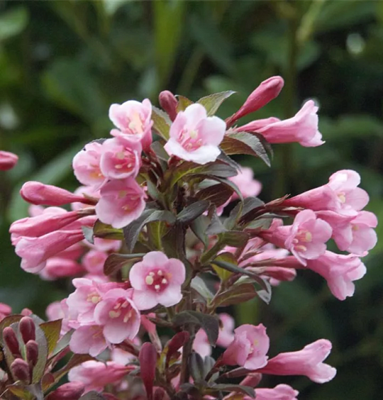 Вейгела цветущая Нана Пурпуреа