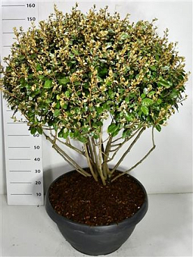 Elaeagnus Ebbingei