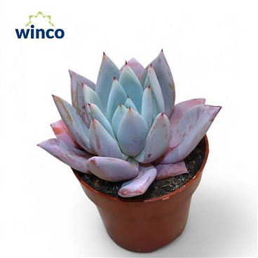 Echeveria Mexican Giant