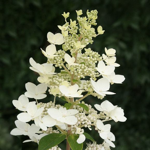 Гортензия метельчатая Юник