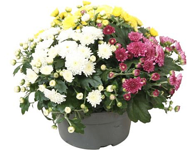 Chrys Biedermeier Carnaval