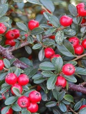 Кизильник Урсунов