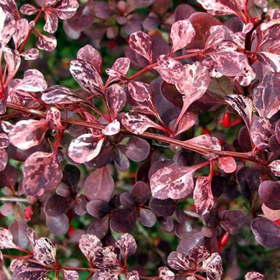 Барбарис тунберга Пинк Перфекшн в тубе