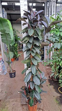 Ficus El Abidjan Multistam