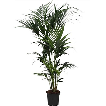 Howea Forsteriana 10pp