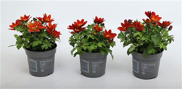 Bidens Taka Tuka Red Yellow Center