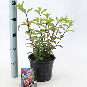 Hydrangea Pan Vanille Fraise