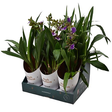 Zygopetalum 1st Stem Showbox 5fl