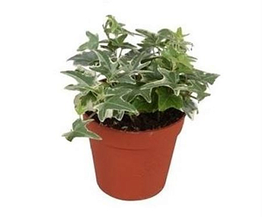 Hedera Helix Mona Lisa