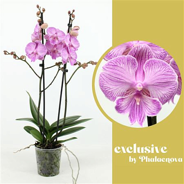 Phal 2st Laura 18+ (phalaenova)