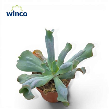 Echeveria Culebra